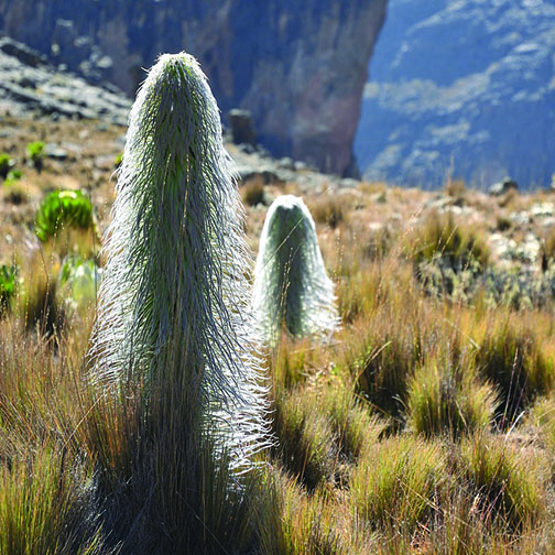 2 days mount kenya trek with Alpine holidays